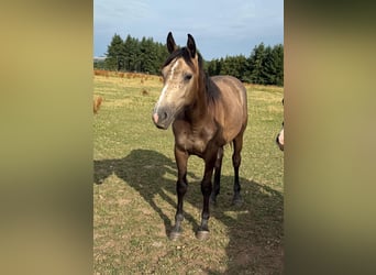 More ponies/small horses Mix, Mare, 1 year, 15.1 hh, Buckskin