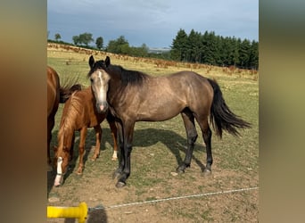 More ponies/small horses Mix, Mare, 1 year, 15.1 hh, Buckskin