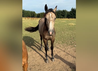 More ponies/small horses Mix, Mare, 1 year, 15.1 hh, Buckskin