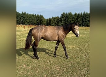 More ponies/small horses Mix, Mare, 1 year, 15.1 hh, Buckskin