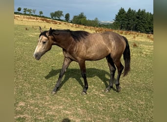 More ponies/small horses Mix, Mare, 1 year, 15.1 hh, Buckskin