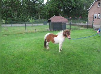 More ponies/small horses Mix, Mare, 1 year, 7.1 hh, Pinto