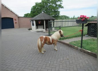 More ponies/small horses Mix, Mare, 1 year, 7.1 hh, Pinto
