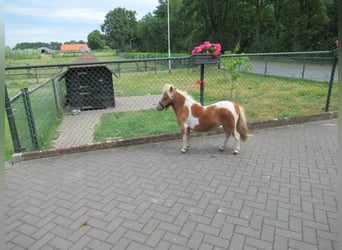 More ponies/small horses Mix, Mare, 1 year, 7.1 hh, Pinto