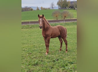 More ponies/small horses, Mare, 1 year, Chestnut