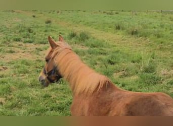 More ponies/small horses Mix, Mare, 1 year, Chestnut-Red