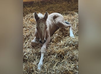 More ponies/small horses, Mare, 1 year, Palomino