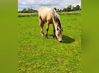 More ponies/small horses, Mare, 1 year, Palomino