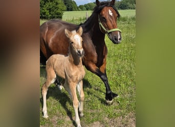 More ponies/small horses, Mare, 1 year, Palomino