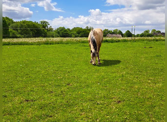 More ponies/small horses, Mare, 1 year, Palomino