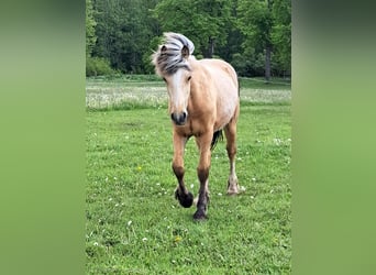 More ponies/small horses, Mare, 1 year, Palomino