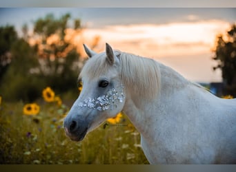 More ponies/small horses Mix, Mare, 20 years, 12,1 hh, Gray