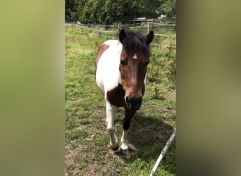 More ponies/small horses, Mare, 20 years, 12,1 hh, Pinto