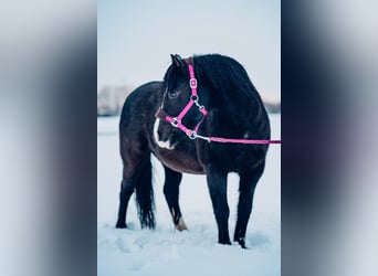 More ponies/small horses, Mare, 20 years, 12,2 hh, Black