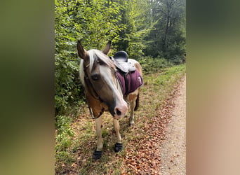 More ponies/small horses, Mare, 20 years, 13.1 hh, Brown Falb mold