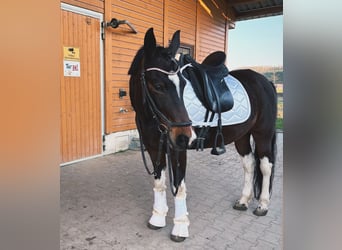 More ponies/small horses, Mare, 21 years, 13,2 hh, Pinto