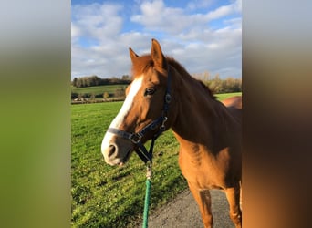 More ponies/small horses, Mare, 23 years, 14,2 hh, Chestnut-Red