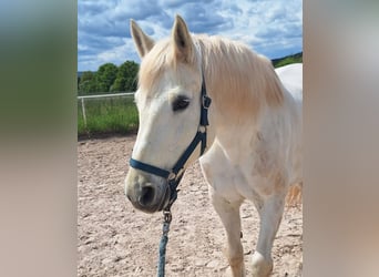 More ponies/small horses Mix, Mare, 23 years, 15.1 hh, Grey