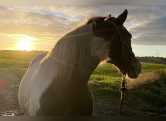 More ponies/small horses Mix, Mare, 26 years, 14.1 hh, Pinto