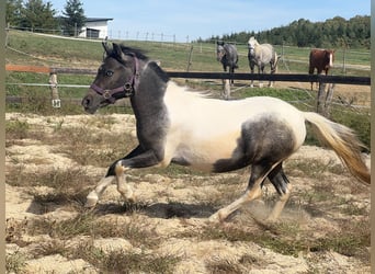 More ponies/small horses, Mare, 2 years, 11.2 hh, Pinto