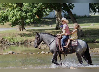 More ponies/small horses Mix, Mare, 2 years, 14 hh, Roan-Blue