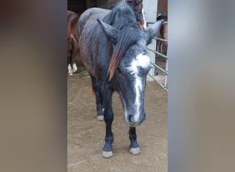 More ponies/small horses Mix, Mare, 2 years, 14,1 hh, Grey-Dark-Tan