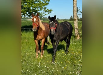 More ponies/small horses, Mare, 2 years, 15,1 hh, Can be white