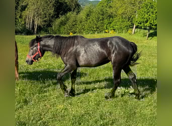 More ponies/small horses, Mare, 2 years, 15,1 hh, Can be white