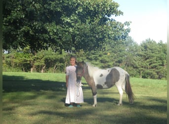More ponies/small horses, Mare, 2 years, 9.1 hh, Pinto