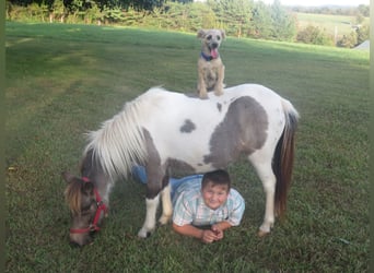 More ponies/small horses, Mare, 2 years, 9.1 hh, Pinto