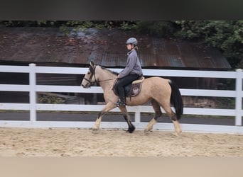 More ponies/small horses, Mare, 3 years, 13.3 hh, Buckskin