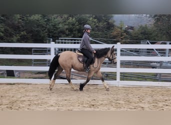 More ponies/small horses, Mare, 3 years, 13.3 hh, Buckskin