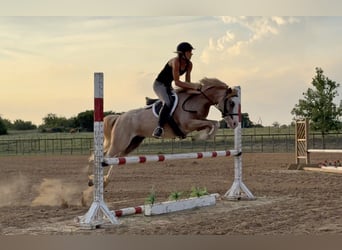 More ponies/small horses, Mare, 3 years, 13 hh, Roan-Red