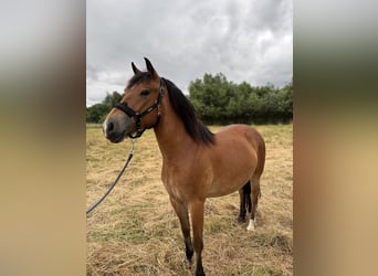 More ponies/small horses, Mare, 3 years, 13,2 hh, Brown