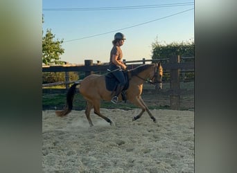 More ponies/small horses, Mare, 3 years, 14.1 hh, Buckskin