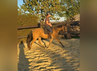 More ponies/small horses, Mare, 3 years, 14.1 hh, Buckskin