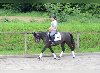 More ponies/small horses, Mare, 3 years, 14,1 hh, Gray