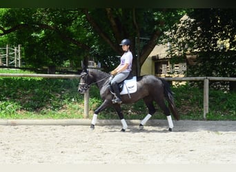 More ponies/small horses, Mare, 3 years, 14,1 hh, Gray