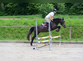 More ponies/small horses, Mare, 3 years, 14,1 hh, Gray