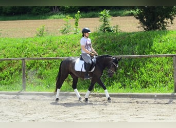 More ponies/small horses, Mare, 3 years, 14,1 hh, Gray