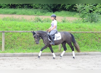 More ponies/small horses, Mare, 3 years, 14,1 hh, Gray