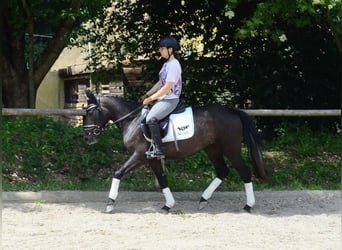 More ponies/small horses, Mare, 3 years, 14,1 hh, Gray