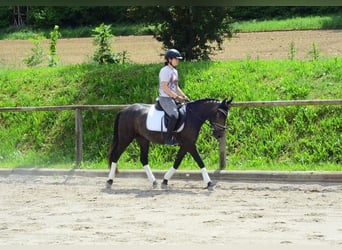 More ponies/small horses, Mare, 3 years, 14,1 hh, Gray