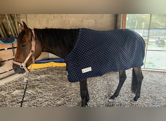 More ponies/small horses, Mare, 3 years, 14,2 hh, Bay-Dark