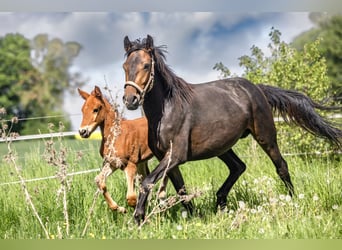 More ponies/small horses, Mare, 3 years, 14,2 hh, Bay-Dark