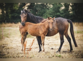 More ponies/small horses, Mare, 3 years, 14,2 hh, Bay-Dark