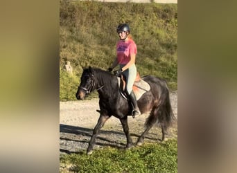 More ponies/small horses, Mare, 3 years