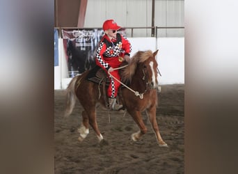 More ponies/small horses, Mare, 4 years, 10.2 hh, Sorrel