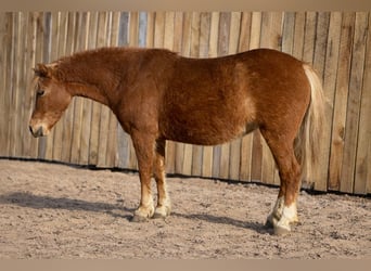 More ponies/small horses, Mare, 4 years, 10,2 hh, Sorrel