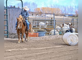 More ponies/small horses, Mare, 4 years, 10,2 hh, Sorrel